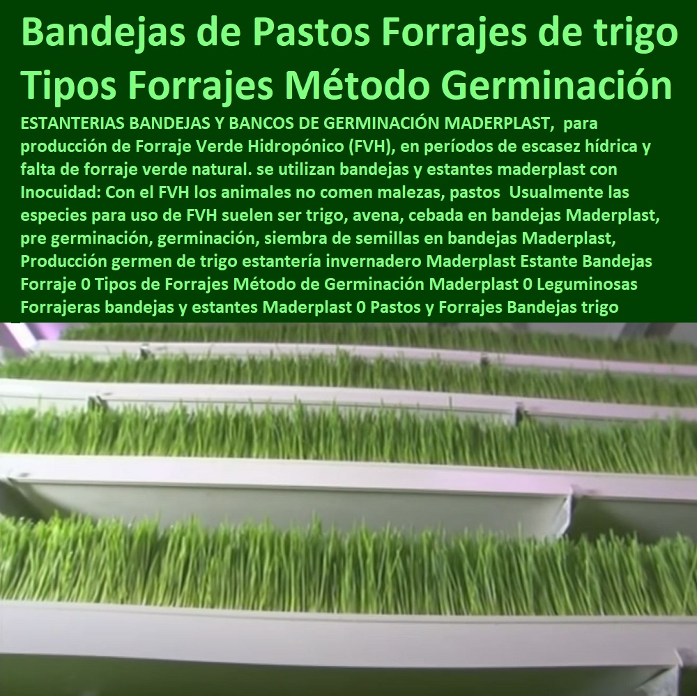 Producción germen de trigo estantería Explotación Ganadera Automatizada, Sistemas de Pastoreo, Estabulación de Ganado, Pastoreo Intensivo, Establos, Corrales, Saladeros, Comederos, Cerramientos, Postes, Ganaderías Tecnificadas, Ganaderías Tecnificadas, invernadero Maderplast Estante Bandejas Forraje 0 Tipos de Forrajes Método de Germinación Maderplast 0 Leguminosas Forrajeras bandejas y estantes Maderplast 0 Pastos y Forrajes Bandejas trigo Producción germen de trigo estantería invernadero Maderplast Estante Bandejas Forraje 0 Tipos de Forrajes Método de Germinación Maderplast 0 Leguminosas Forrajeras bandejas y estantes Maderplast 0 Pastos y Forrajes Bandejas trigo